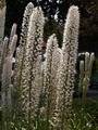 Eremurus himalaicus-1 Pustynnik himalajski